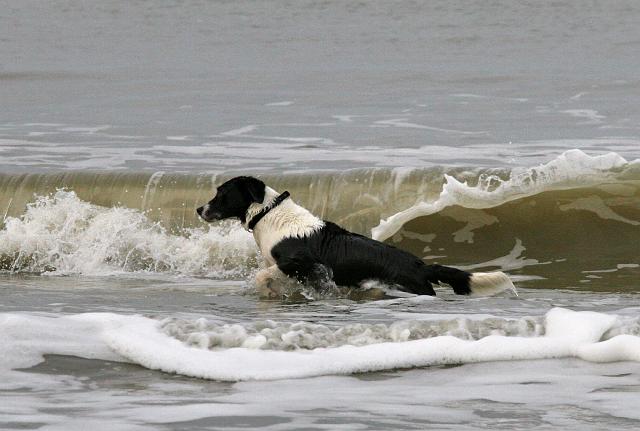 091 Texel.jpg